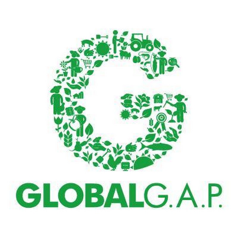 Kål fra Svinningegård er GlobalG.A.P certificeret